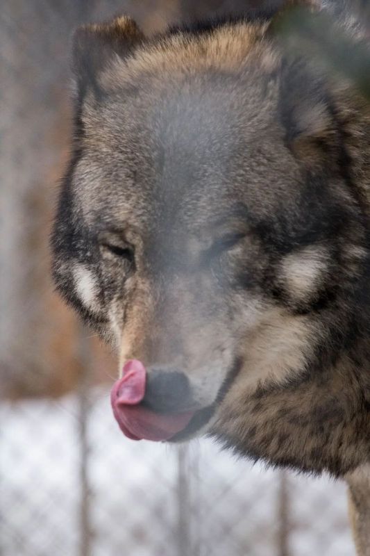 ����������, ������ �� ��� �����