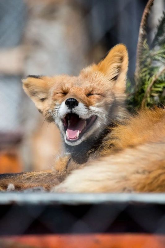 ����������, ������ �� ��� �����