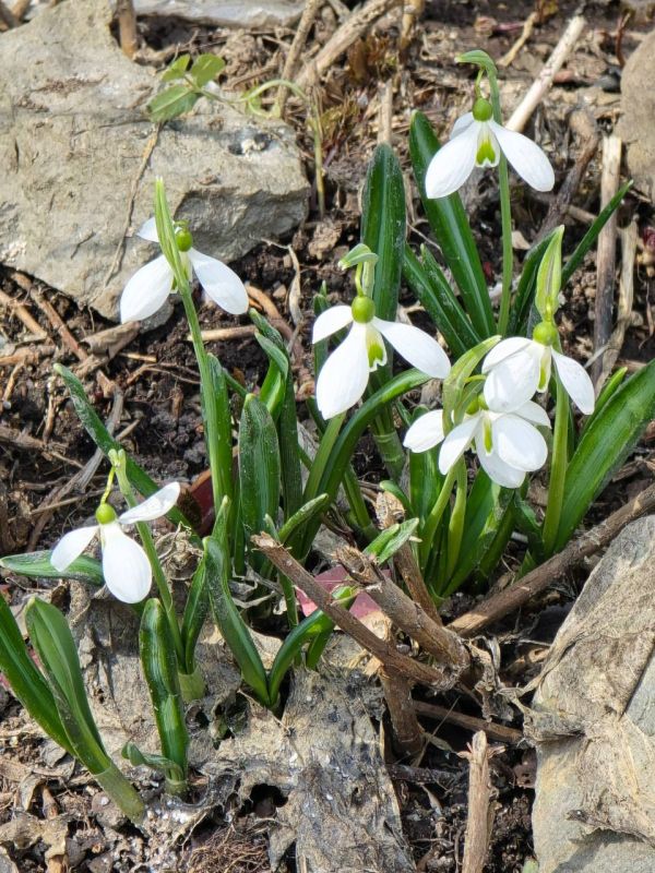 ����� �� ������ ����-����������