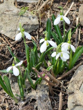 Весна во дворах Южно-Сахалинска