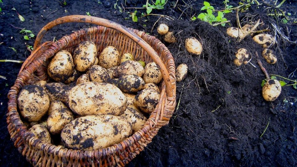 ����������� ����� � ���������, ������� ������ �������