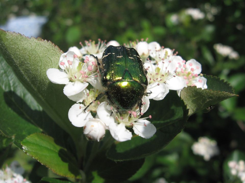 ������: ������������ ������, ������� ������� ��� ��� � ����