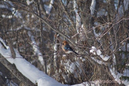 ������ ����, ������� � ������