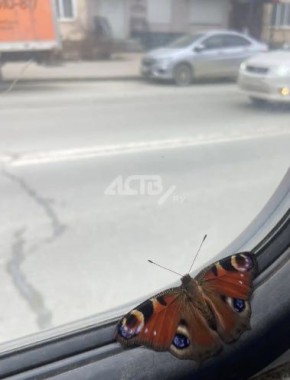 ��� ������� � ����-���������� �������� ��������� � ���� ��������� ������� ������