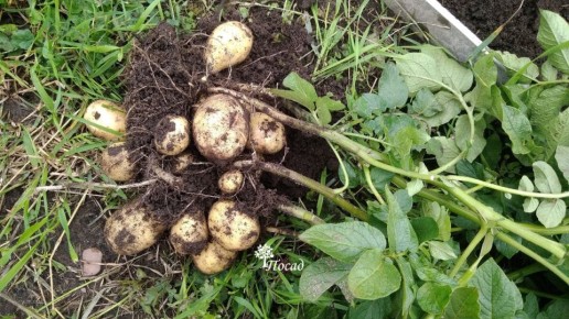 ��������: ������� ��������� ������������� � ���������������� ������