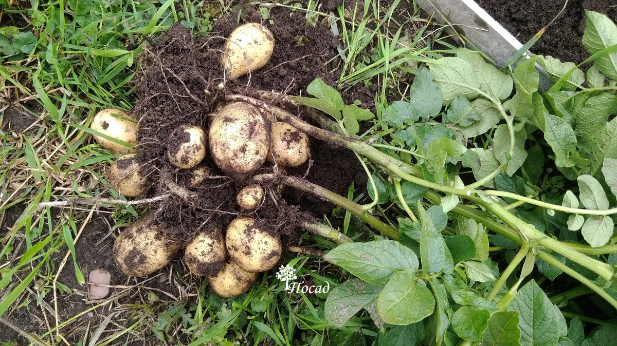 Сидераты: секреты успешного использования и распространенные ошибки