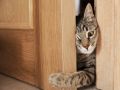 Почему кошки не терпят закрытые двери?