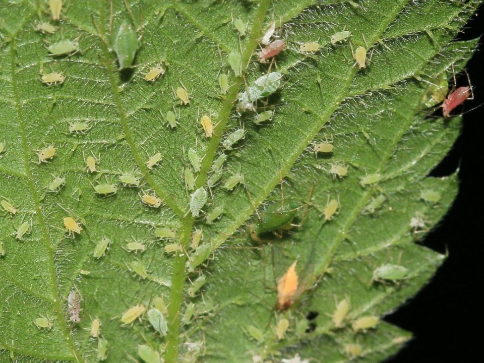 ��� ������������ �������� ���: ��������� ������� ������ � ���