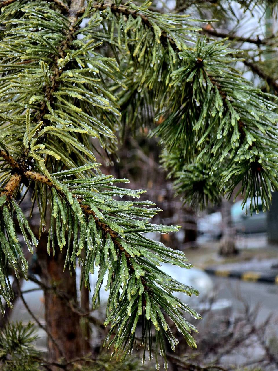 Зима решила отправить нам ещё одно напоминание о себе Зима решила отправить нам ещё одно напоминание о себе