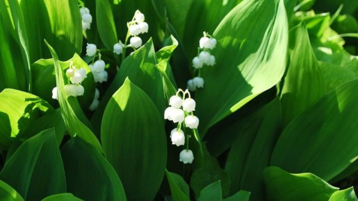 ������� �������� ����� ��������