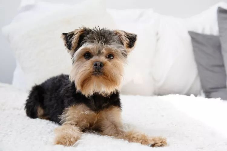 Как избавиться от запаха собаки в доме: эффективные советы