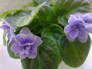 ��� �������� ���������� ������ ��� ������� �������