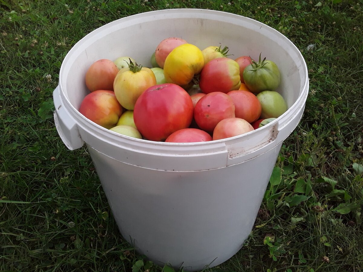 Огород как спасение: шесть неожиданных причин, почему цветочник стал огородником