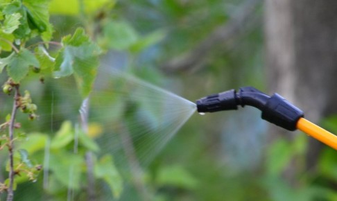 ����������� ������ ��������� �� ����������: �������� ����