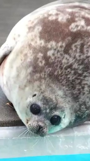 ������ ����, ������� � ������