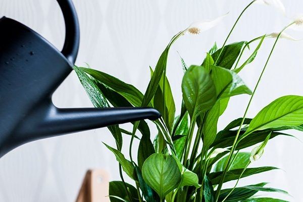 ������� ������ ������������: ��� �� ��������� ������