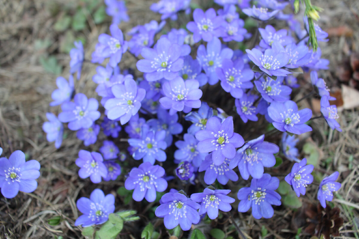 Весна в саду: яркие моменты и неожиданные открытия