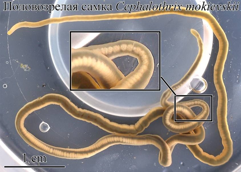 У берегов Сахалина обнаружили источник одного из самых сильных ядов в мире У берегов Сахалина обнаружили источник одного из самых сильных ядов в мире