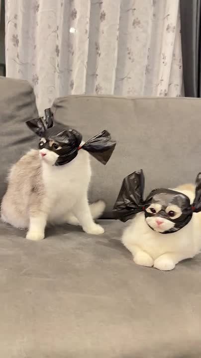 ������ ����, ������� � ������