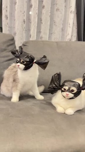 ������ ����, ������� � ������