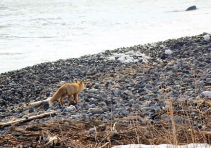 Численность соболя снизилась, а лисиц на Шикотане стало больше