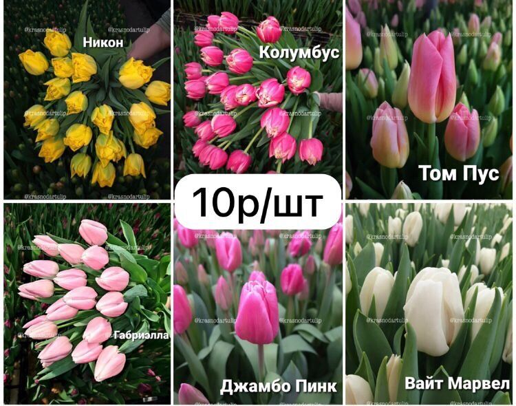 ��� ������� ������ �������� ����� �������: ������ � ������������