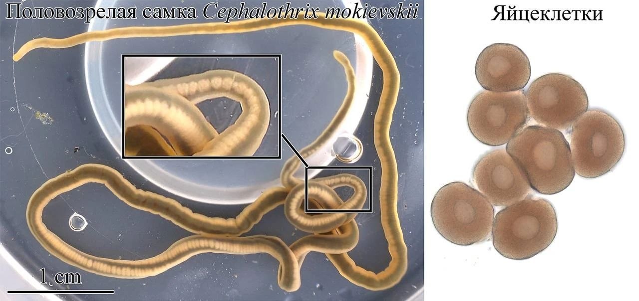 Морские черви у берегов Сахалина помогут в создании новых анальгетиков Морские черви у берегов Сахалина помогут в создании новых анальгетиков