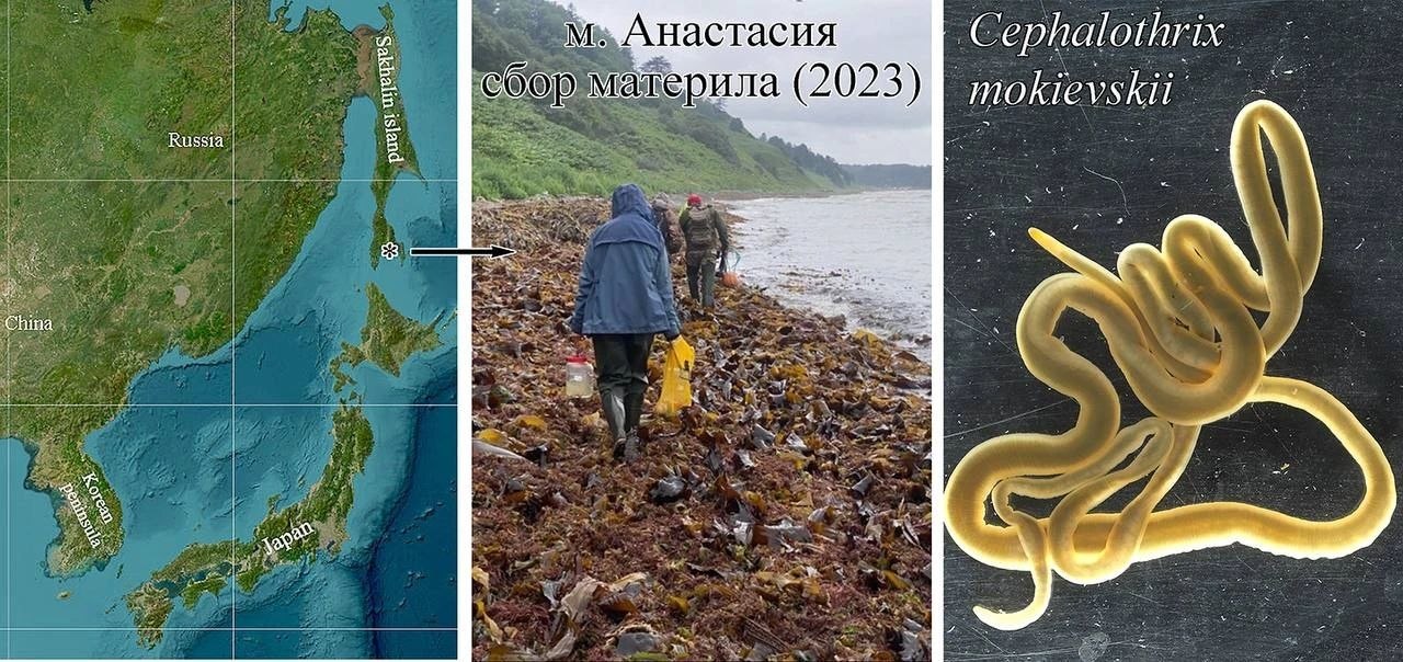 Морские черви у берегов Сахалина помогут в создании новых анальгетиков