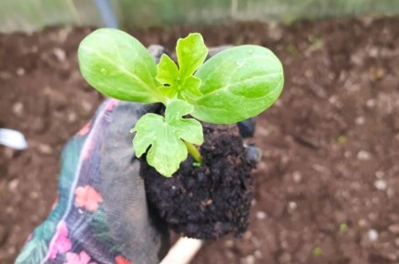 ��� ��������� ������ � �������: ������� ��������� ������