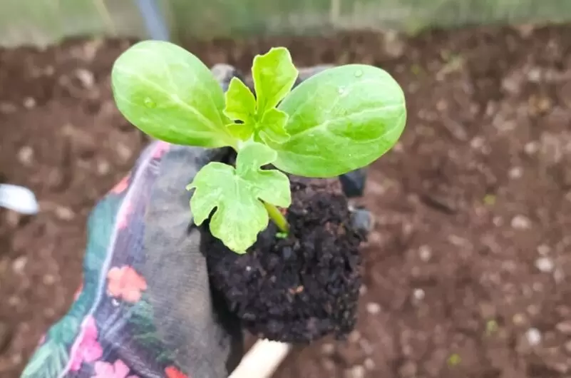 Как вырастить арбузы в теплице: секреты отличного урожая