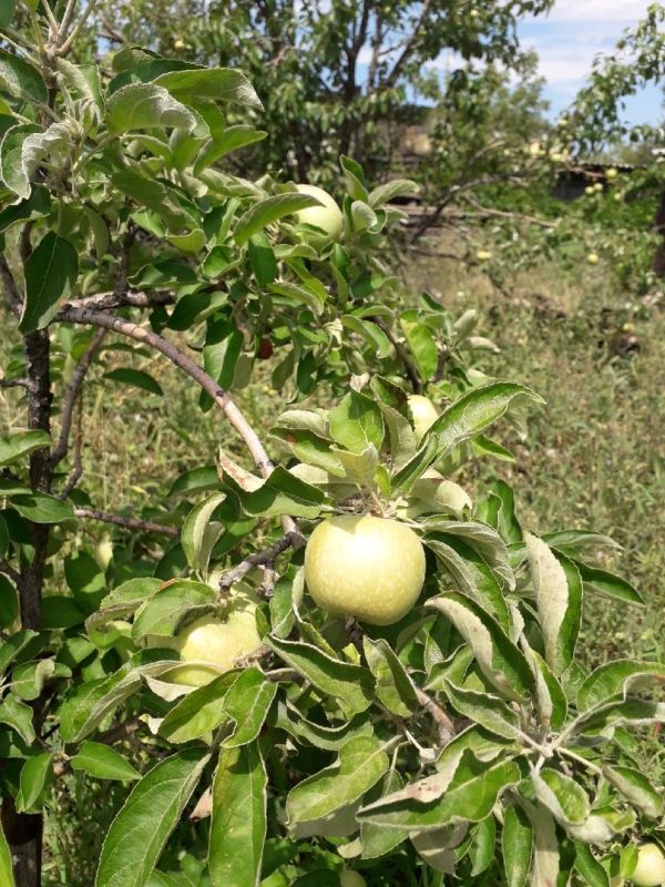 ����� �� ������ ������� ������ �� ����� ��������?