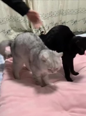 ������ ����, ������� � ������