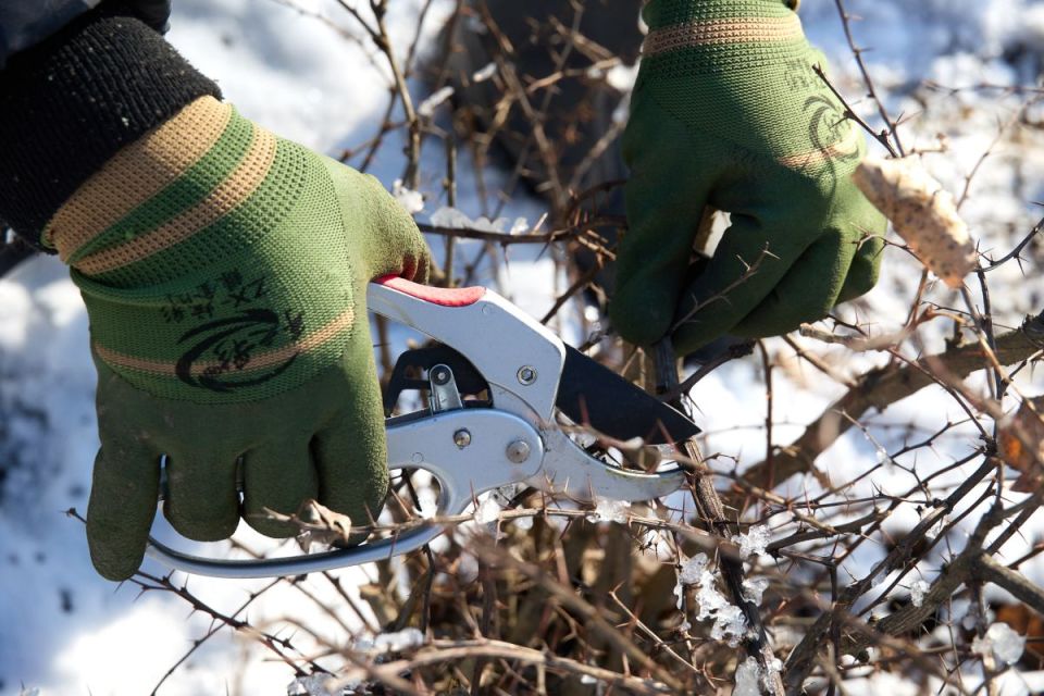 �������� ������ ������������ ����������� � ����