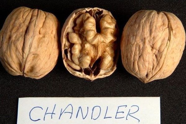 ������� ���� �������: ������� ������ � ����� �� �������� ���������