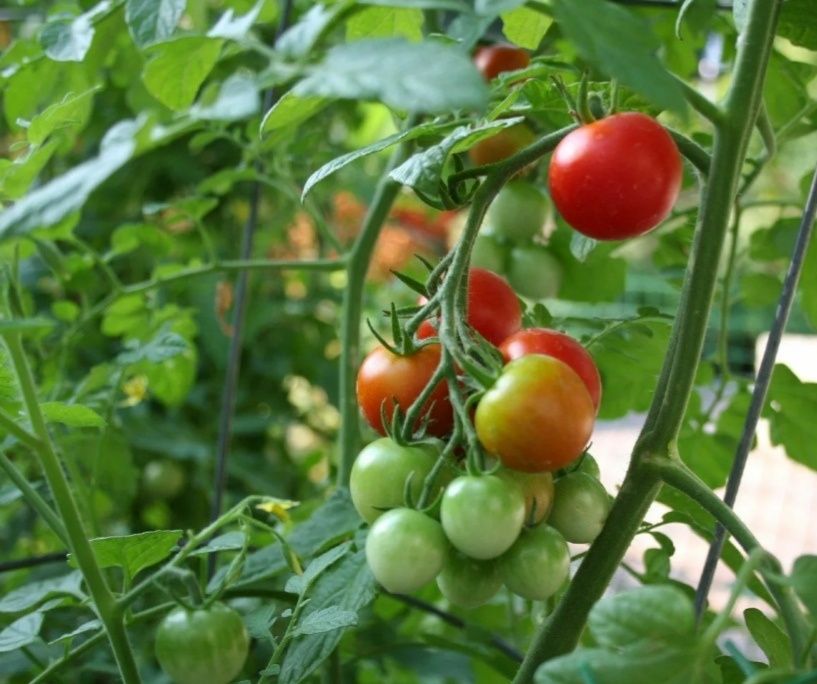 ��� ���������� ������ ������ ����������: ������� ������������ ���������