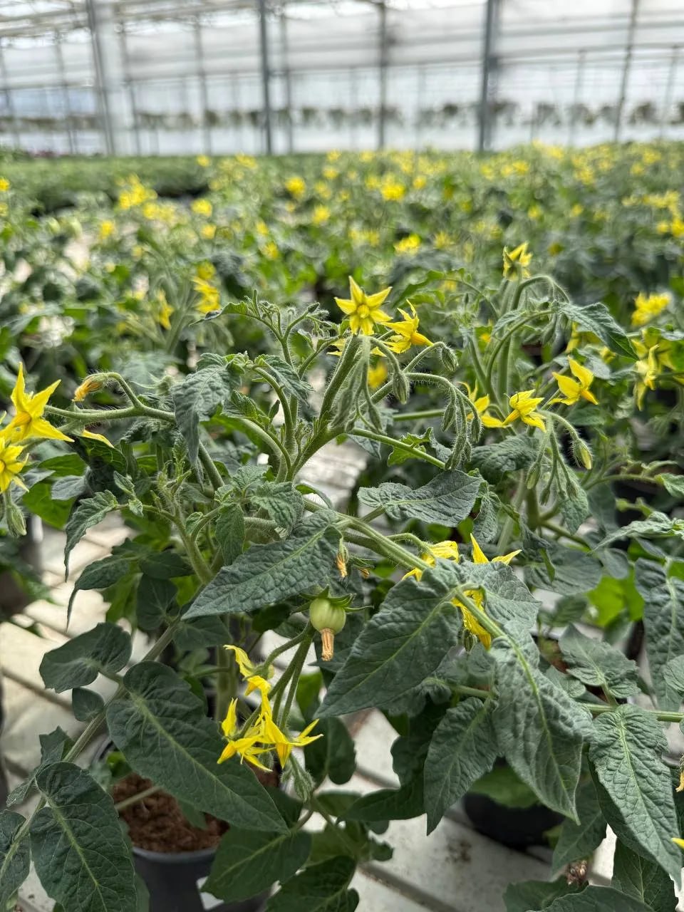 Томатные гномики готовы к переезду на балконы сахалинцев Томатные гномики готовы к переезду на балконы сахалинцев