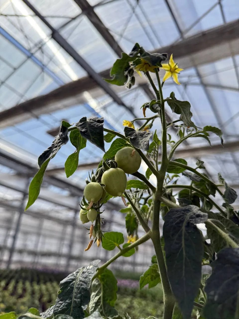 Томатные гномики готовы к переезду на балконы сахалинцев Томатные гномики готовы к переезду на балконы сахалинцев