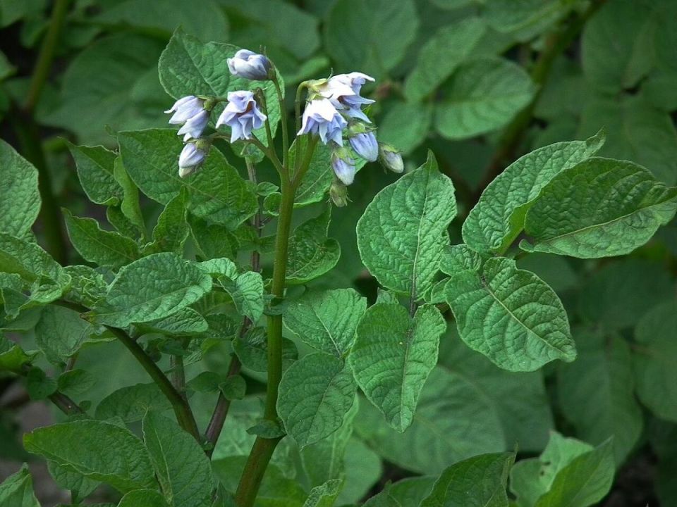 ��� ������� ������� ����� ������ ��� ��������� �� ����������� �����