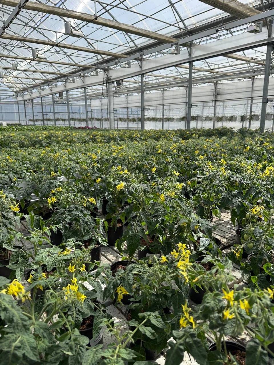 Томатные гномики готовы к переезду на балконы сахалинцев Томатные гномики готовы к переезду на балконы сахалинцев