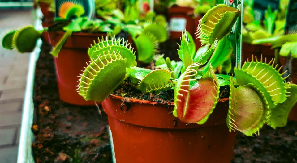 ������������� ��� ������ ��������: ������ �� 20 ��������