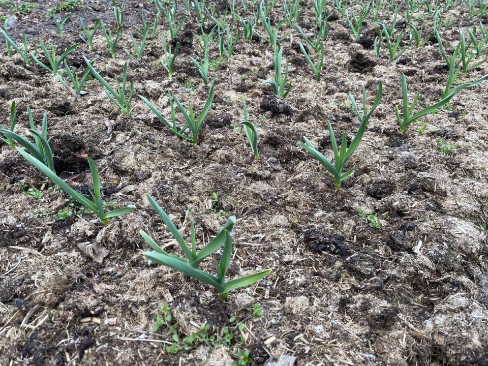 ��� �������� ���������� �������: ����������� ������� ����� �� ���������