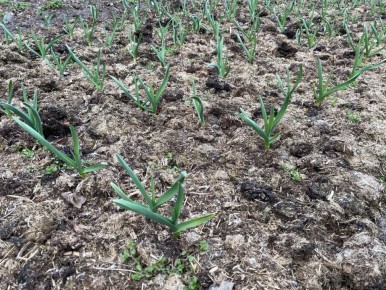 ��� �������� ���������� �������: ����������� ������� ����� �� ���������