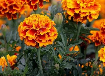 ����������� ����: �������� ����� ������ ��� ������ �� ����