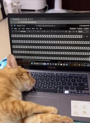 ������ ����, ������� � ������