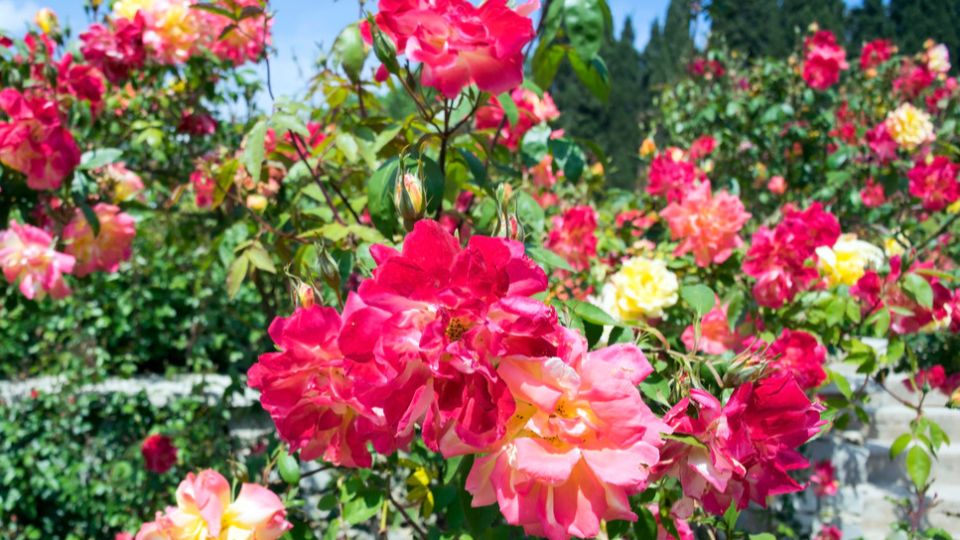 ������ ������� ���: ��� �������� ������� ������ � �������� ��������