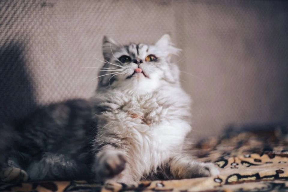 ��� ������� ���������� ���� ��� ����� � ������: 10 ���������� �����