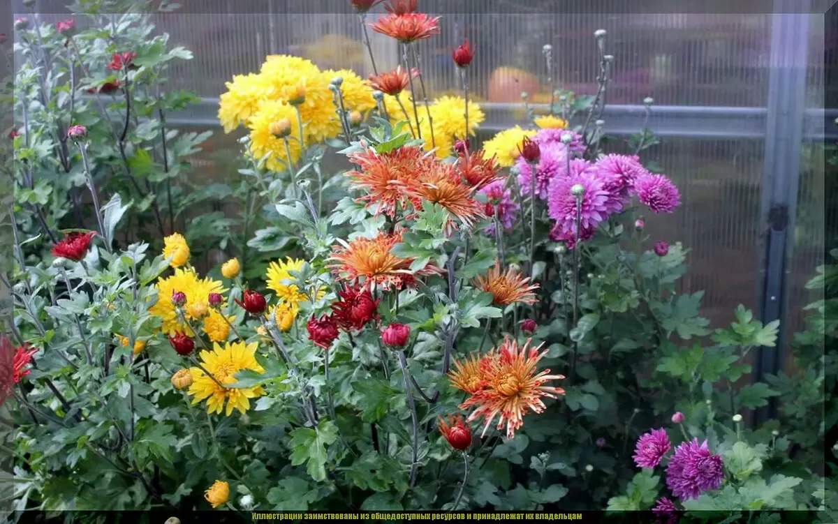 Тайны пышного цветения корейских хризантем: секреты успеха для садоводов