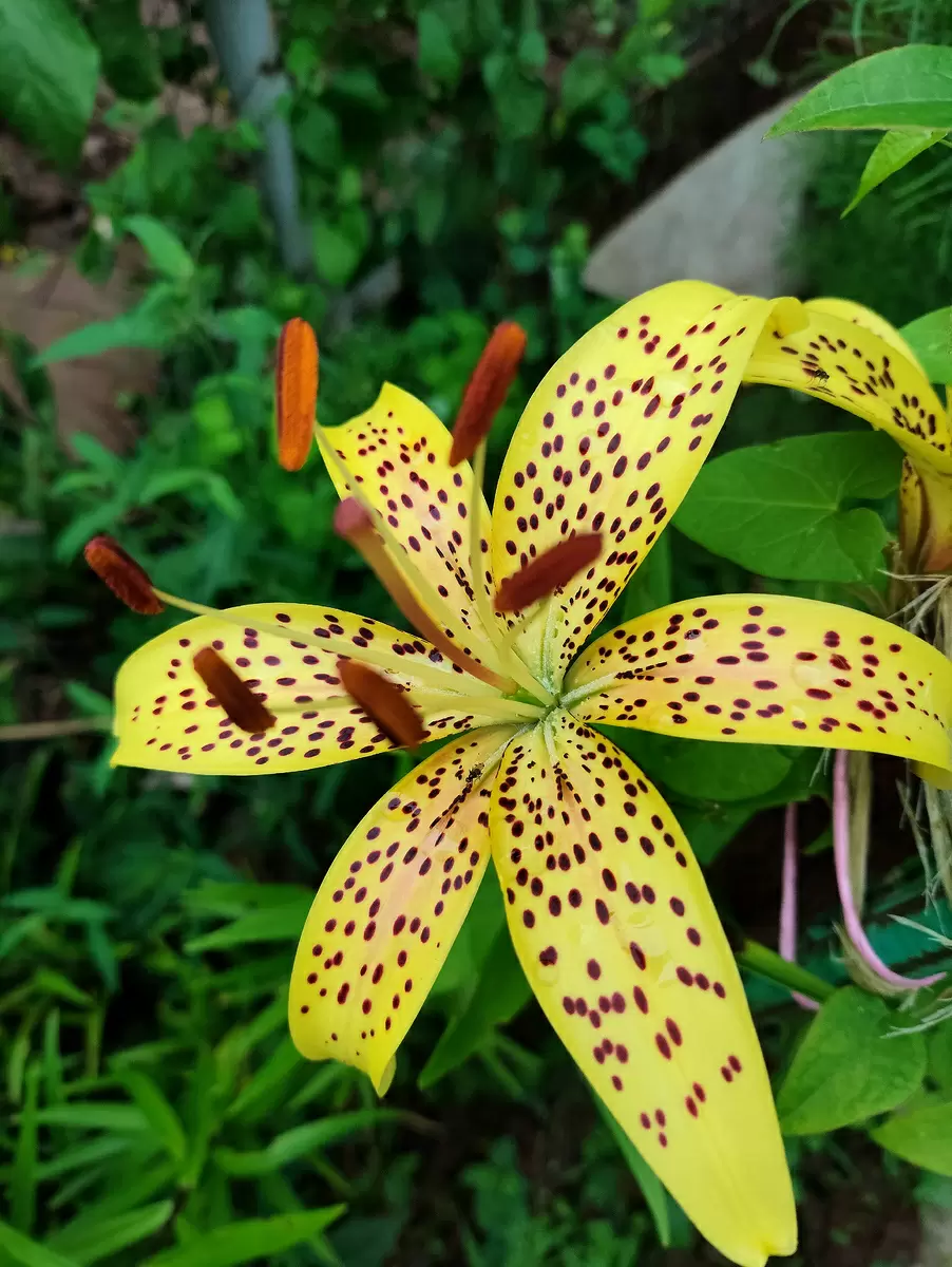 Когда и как пересаживать лилии для яркого цветения