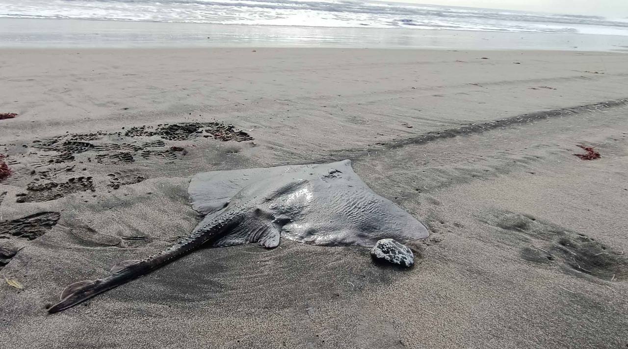 Выброшенного на берег «морского ромба» спасли на Курилах