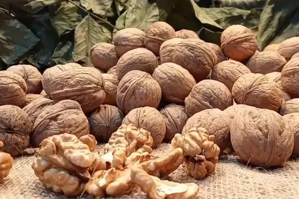 Грецкий орех Десертный: вкусный выбор для садоводов